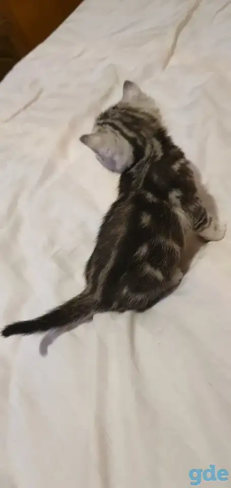 Шотландские котята, фотография 6