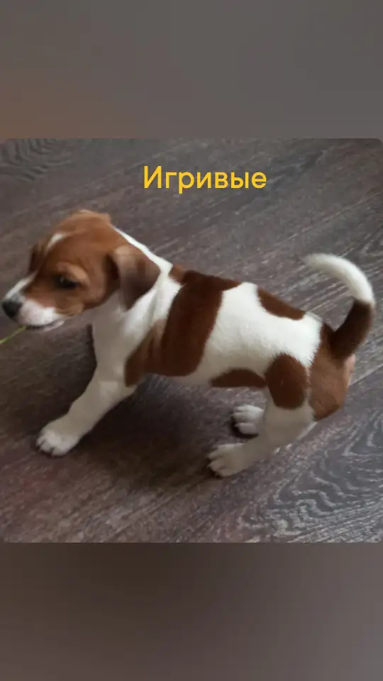 Собака, фотография 1