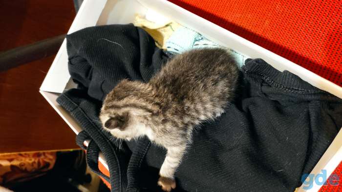 Котёнок нуждается в семье, которую не нашёл в маме-кошке., фотография 2
