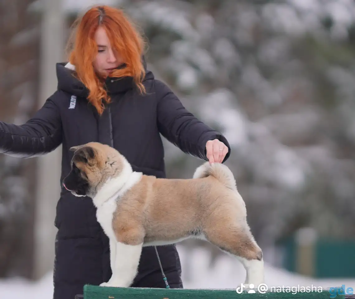 Щенки Американской акиты, фотография 7