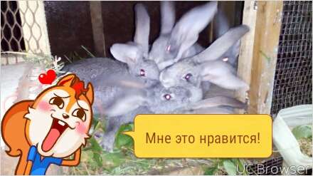 кролики Бельгийский Великан, фотография 1
