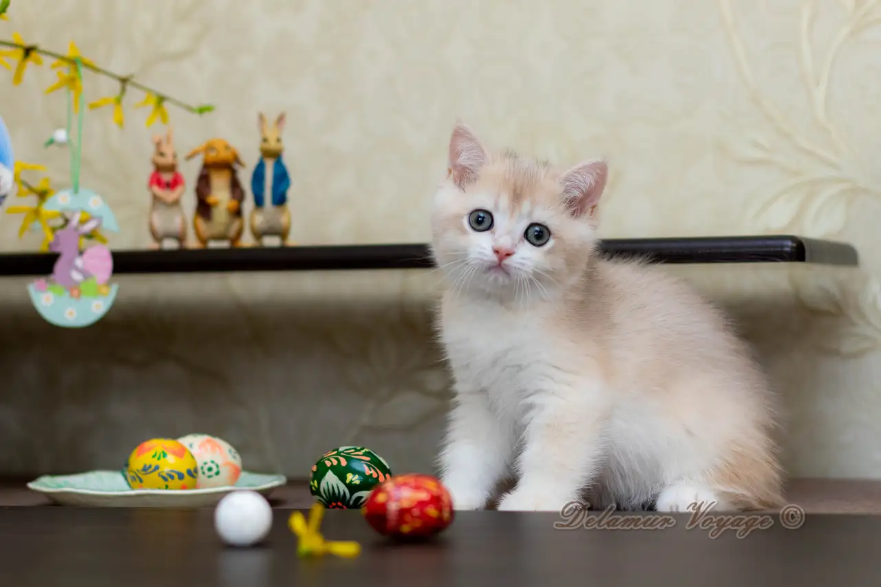 Британские котята из питомника. Мальчик Амур., фотография 3