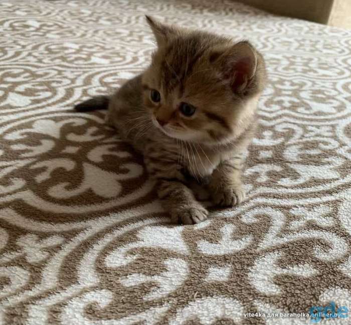 Шотландские котята, фотография 3