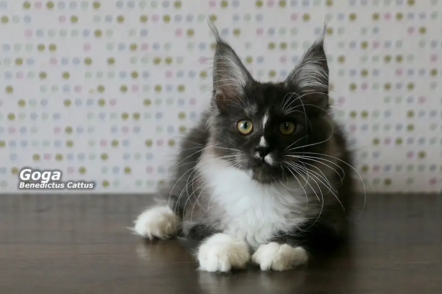 Котёнок Мейн-кун мальчик, фотография 2