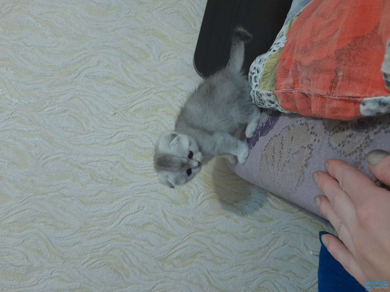 Шотландский вислоухий котенок, фотография 1