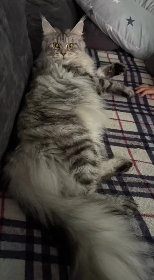 Котенок мей-кун, фотография 7