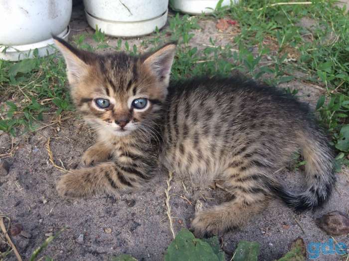 Котята в добрые руки, фотография 2