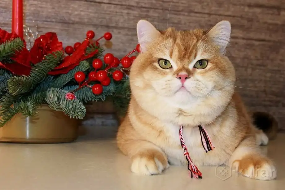 Племенной кот., фотография 2