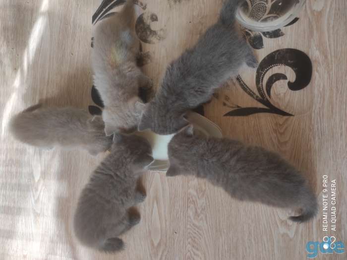 Британские котята, фотография 2