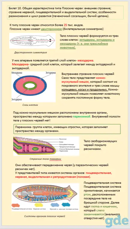 Репетитор русский язык / биология, фотография 3