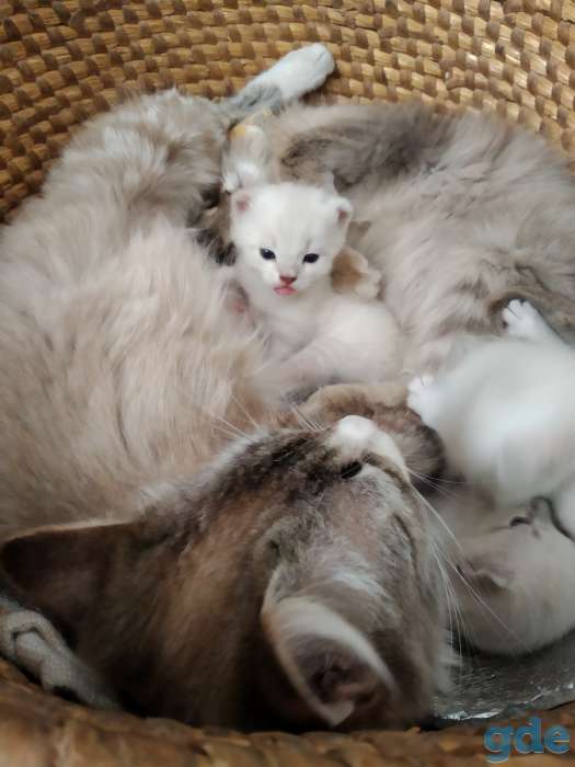 Котики породы бурммила в добрые руки, фотография 5