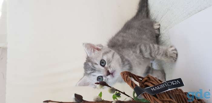 Британские котята, фотография 3