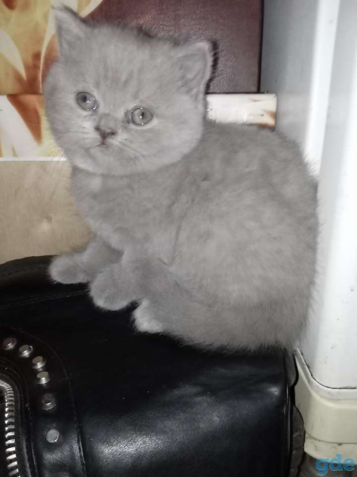 Шотландский котенок, фотография 4