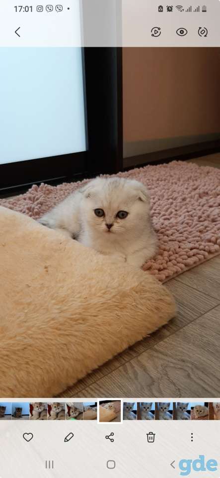 Котята, фотография 7