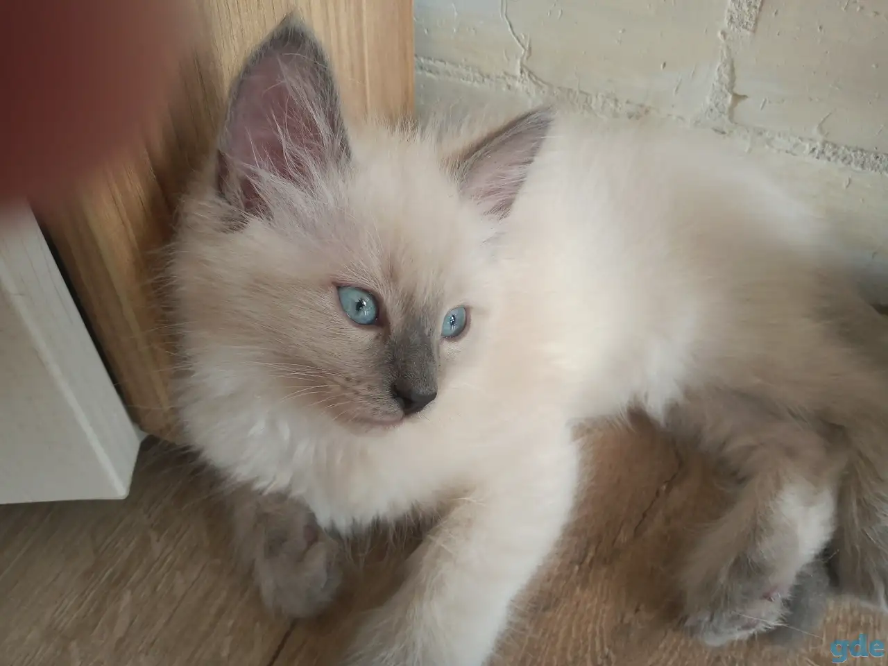 Котенок Невский маскарадный, фотография 1