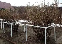 кустодержатели, фотография 1