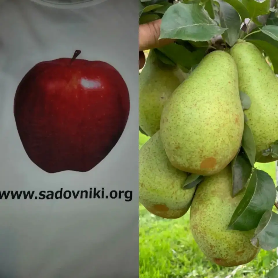 Услуги садовника, обрезка сада и другие, фотография 5