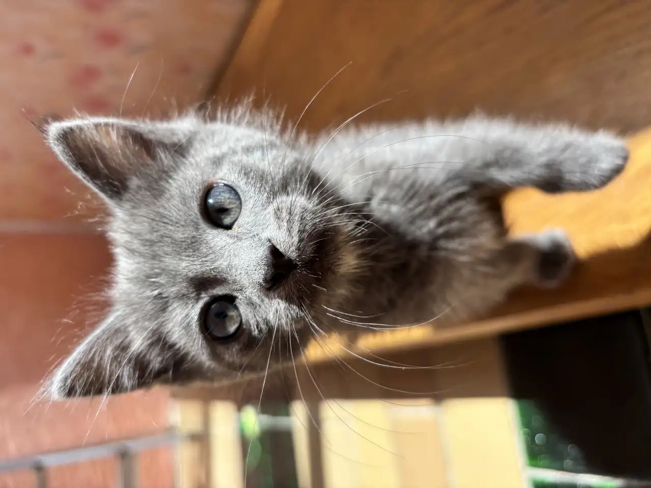 Котята, фотография 5