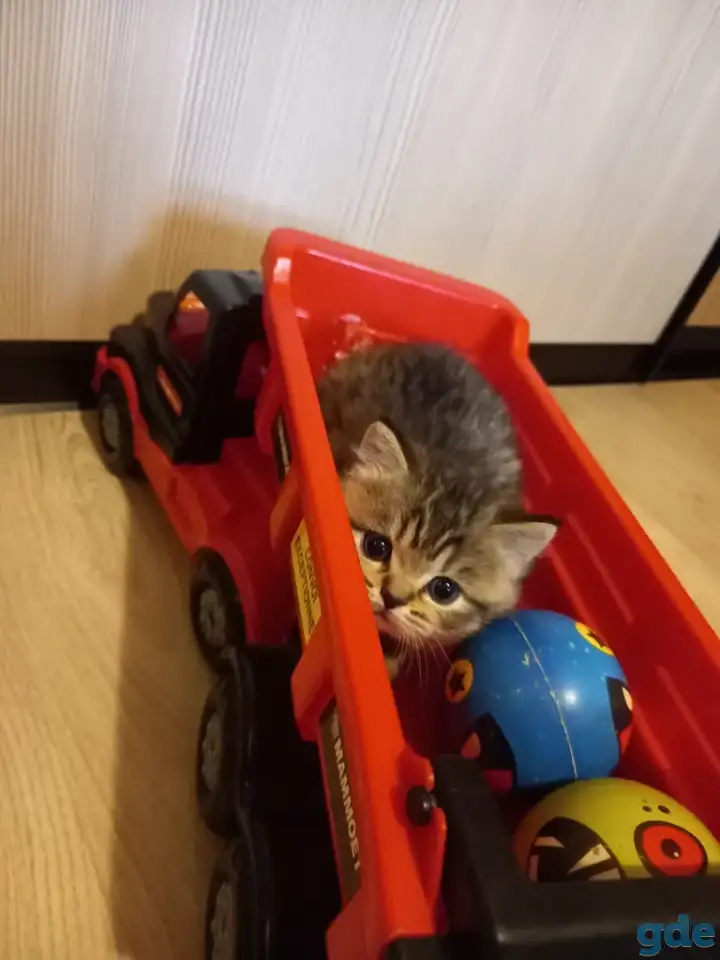 Шотландские котята, фотография 6