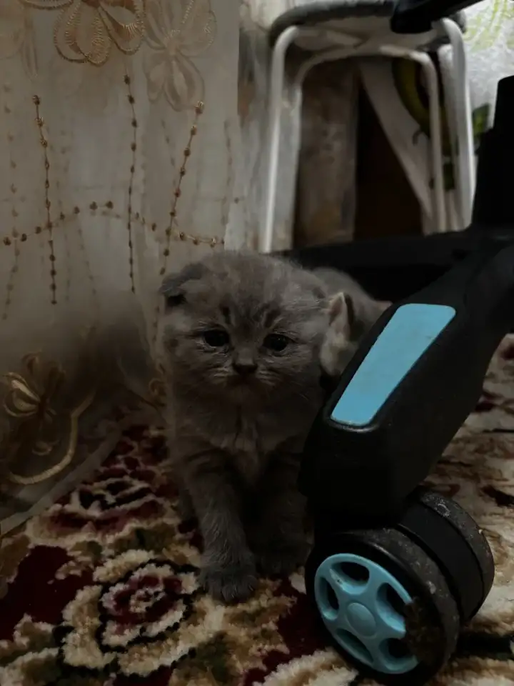 Котята шотландские, фотография 6