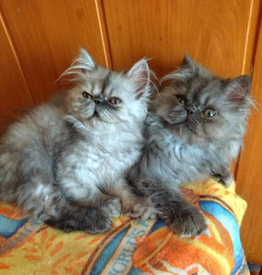 Персидские котята экстремалы чистокровные персы., фотография 10