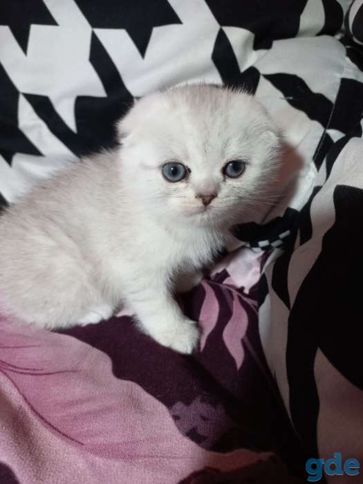 Шотландцы котята, фотография 3
