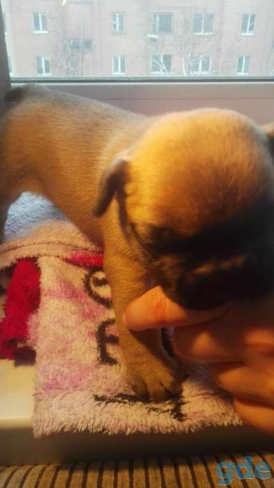 Мальчик французского бульдога на бронь, фотография 2