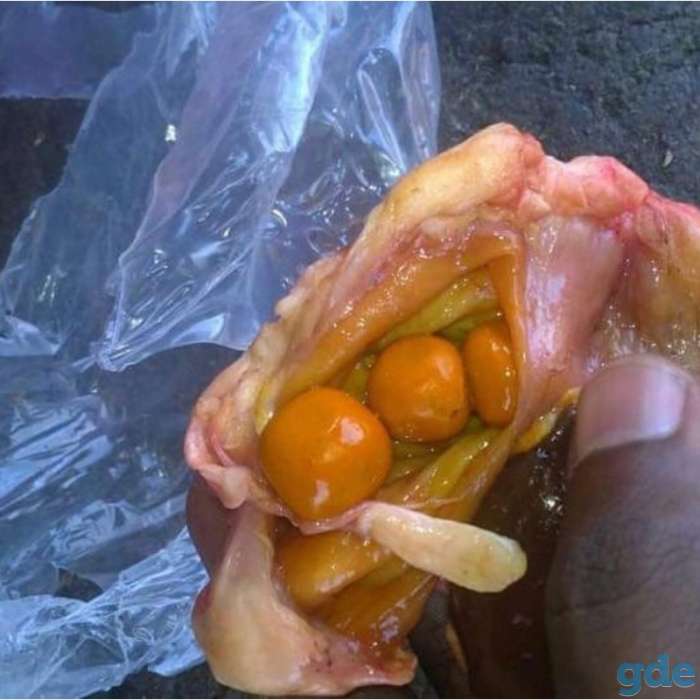 Куплю желчные камни крупно рогатого скота коров или быков, фотография 2