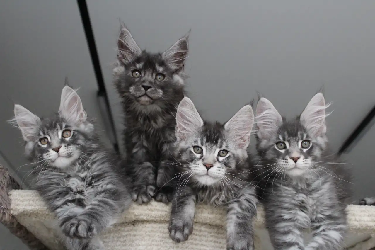 Мейн-кун котята, фотография 5