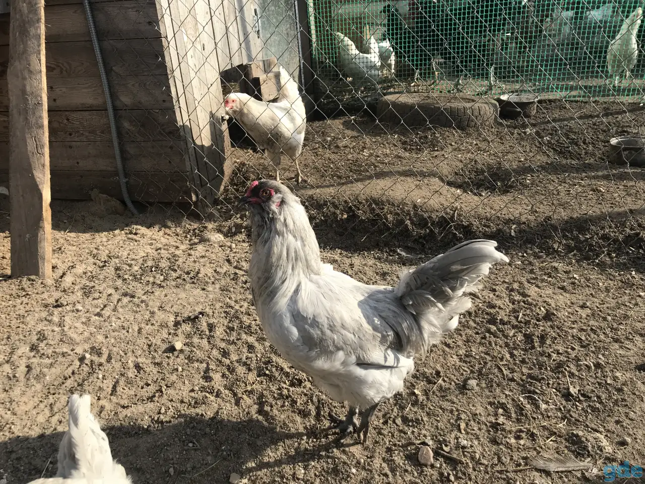 Продажа яиц, фотография 2