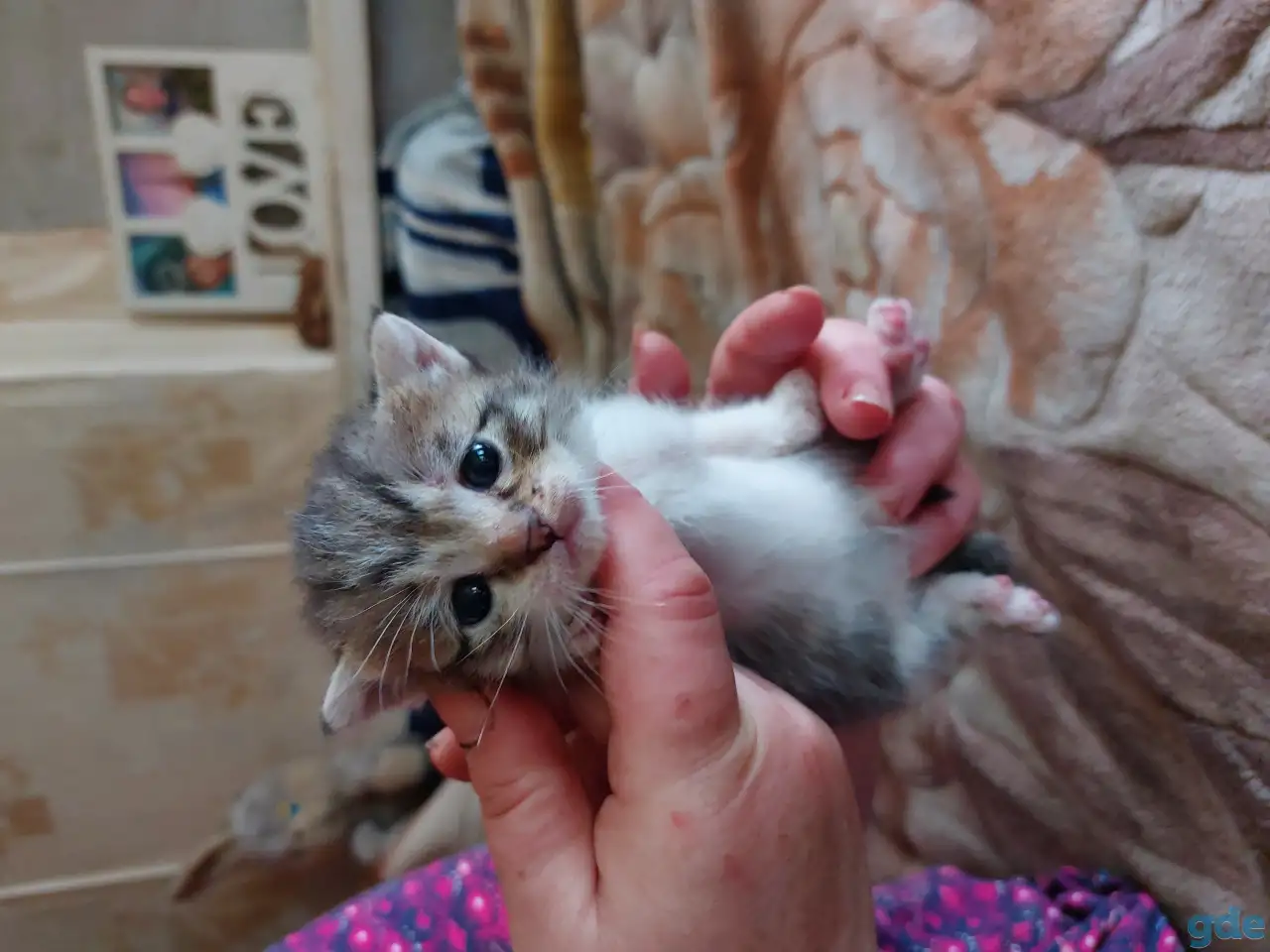 Котята в дар, фотография 1