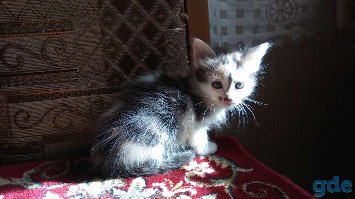 Котенок в ваш дом., фотография 3