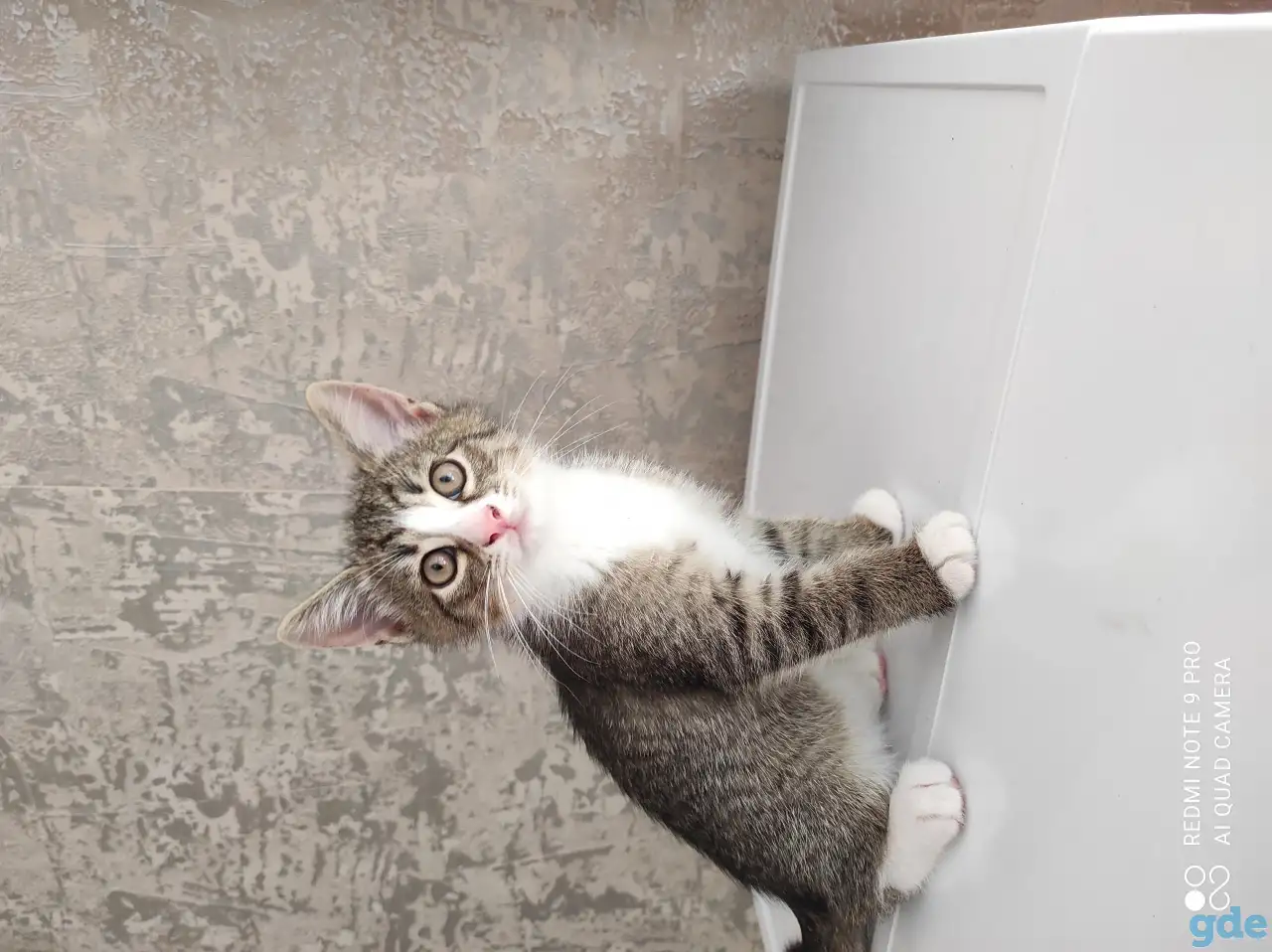 продаются котята, фотография 1