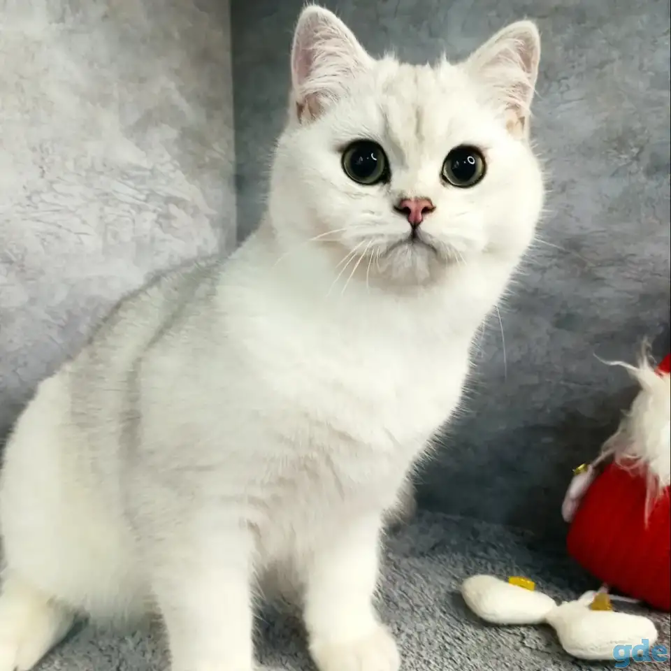 Британские котята, фотография 2