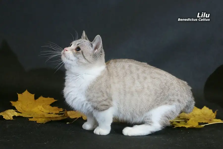 Манчкин  девочка, фотография 4