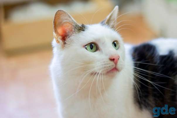 Котик ищет дом, фотография 1