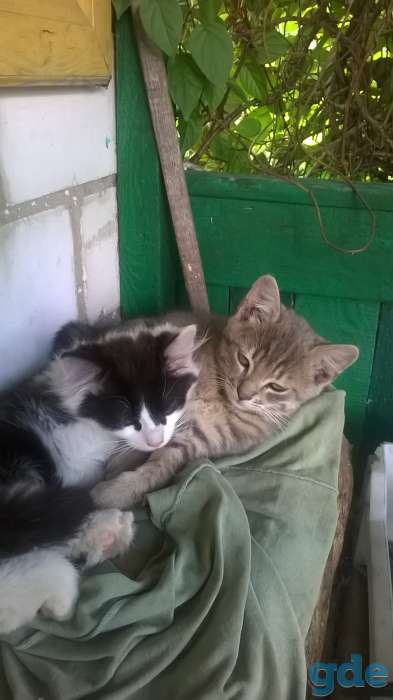Котята в добрые руки, фотография 1