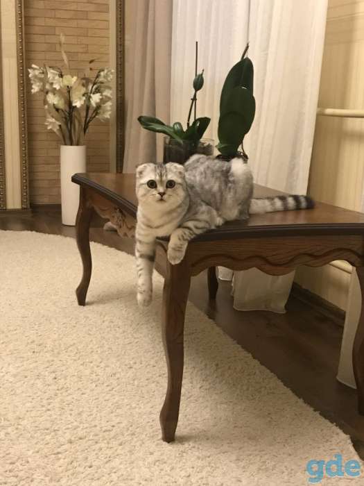 Продаются шотландские котята, фотография 8