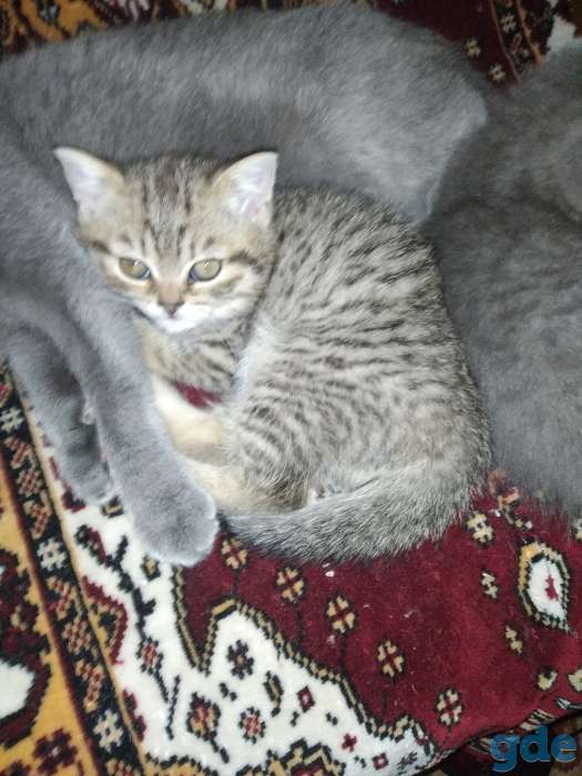 Котенок, фотография 1
