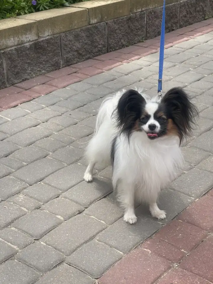 Папийон, фотография 2