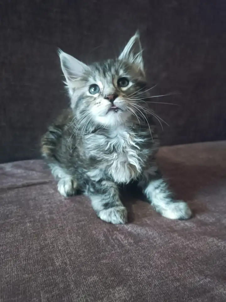 Котята мейн-кун, фотография 3
