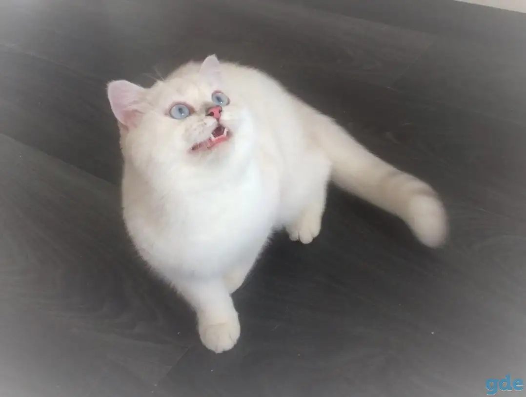 Британская серебристая шиншилла - КОТИК, фотография 2