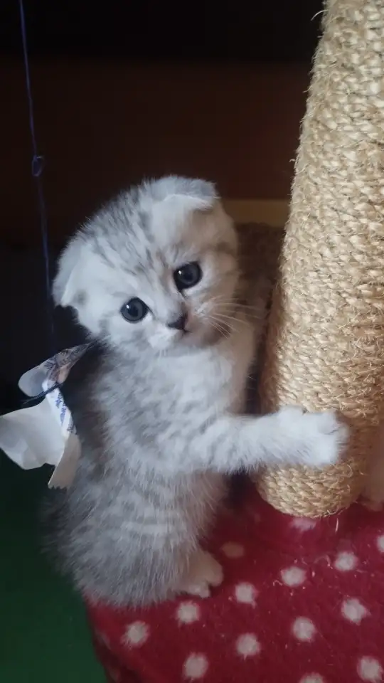 продажа котят, фотография 4