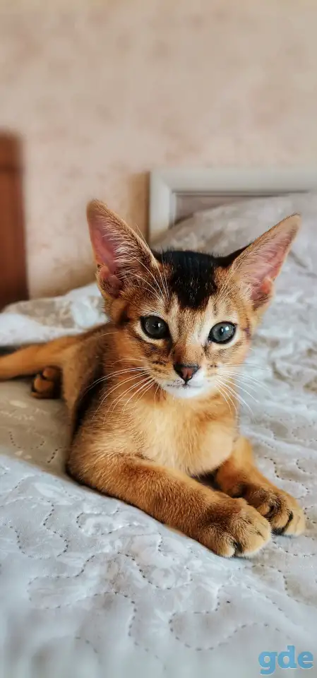 Продажа котят, фотография 1