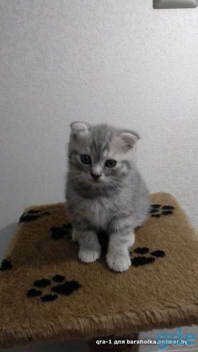 Котята шотландской вислоухой, фотография 1