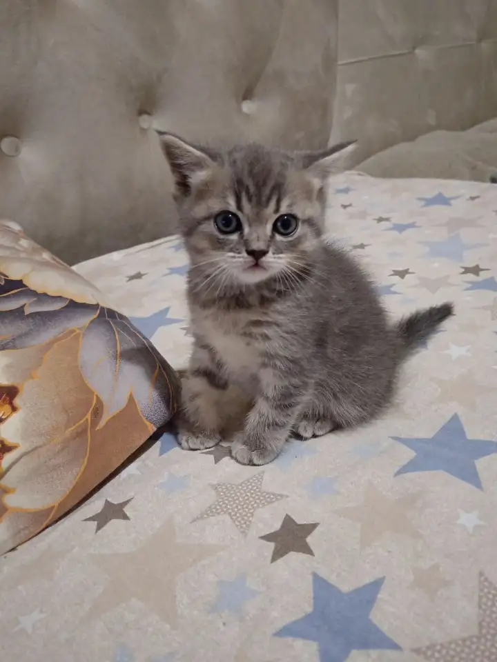 Котята, фотография 2