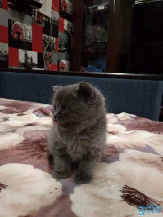 Милые ШОТЛАНСКИЕ КОТЯТА, фотография 7