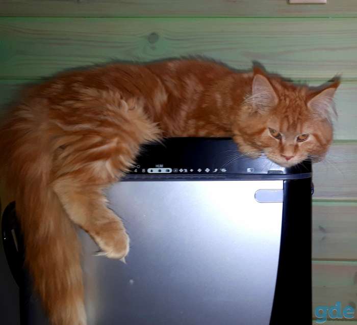котята, фотография 3