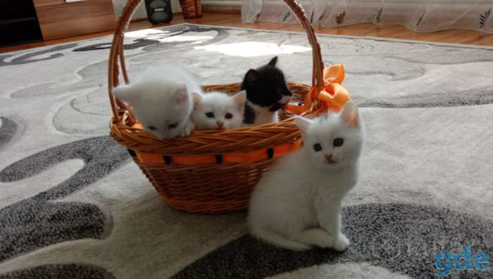 Котята, фотография 1