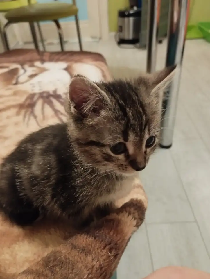 Котенок девочка в добрые руки, фотография 1